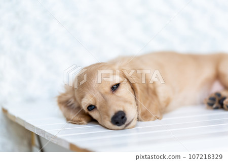 Puppy Kaninhen Dachshund Puppy Kaninhen Dachshund 107218329