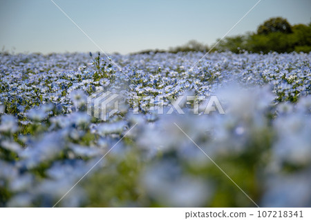 藍色粉蝶 藍色粉蝶 107218341