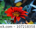 A red flower with a yellow center in nature. 107218358