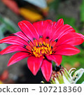 Close up of a bunch of bright colourful flowers with water droplets 107218360