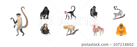 Different Monkey and Ape Animal Zoo Species Vector Set 107218602