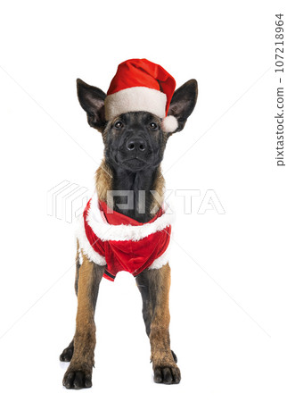 malinois in studio 107218964