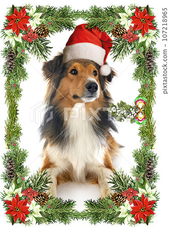 rough collie in studio 107218965