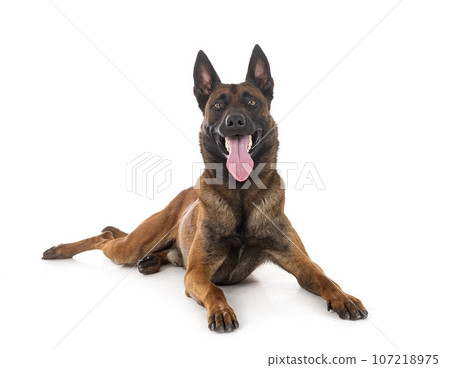 malinois in studio 107218975