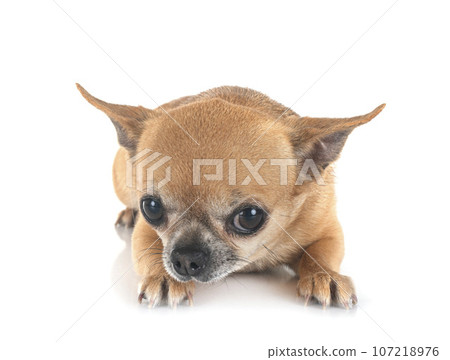 chihuahua in studio 107218976