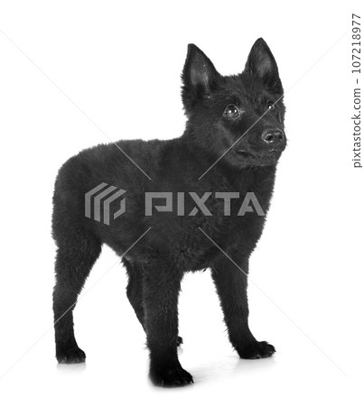 young Schipperke in studio 107218977