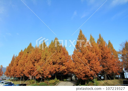 Autumn leaves on the shore of Lake Biwa Autumn leaves on the shore of Lake Biwa 107219327