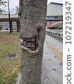 A tree that looks like it's smiling 107219347
