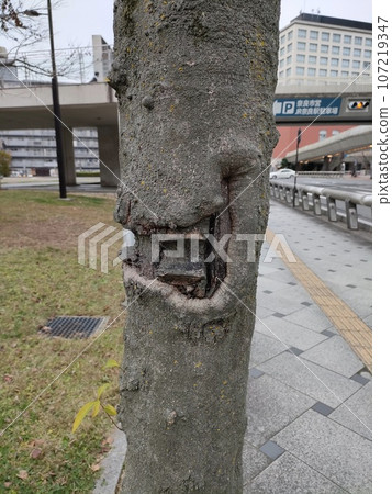 A tree that looks like it's smiling A tree that looks like it's smiling 107219347