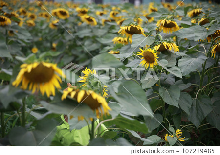 Sunflower 107219485