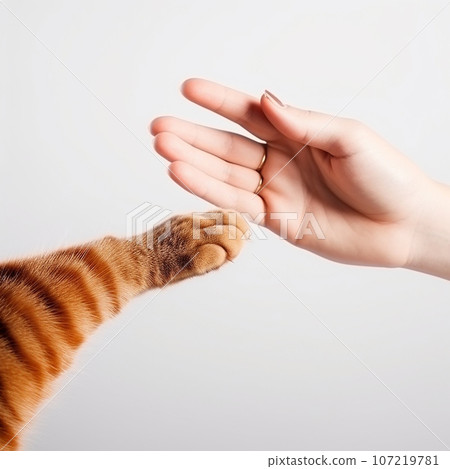a human hand and a red cat's paw stretch towards each other close-up on a white background, friendship between a person and a cat 107219781