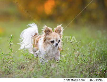 chihuahua in nature chihuahua in nature 107219969
