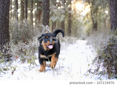 puppy rottweiler in nature puppy rottweiler in nature 107219970