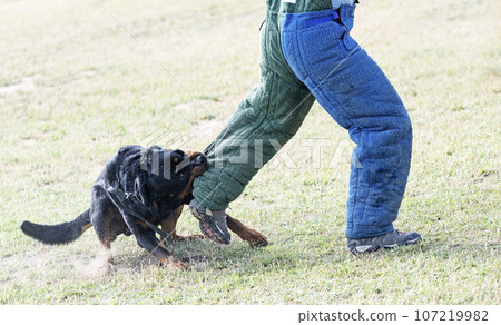 training of rottweiler 107219982