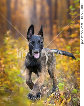 puppy belgian shepherd in nature puppy belgian shepherd in nature 107220000
