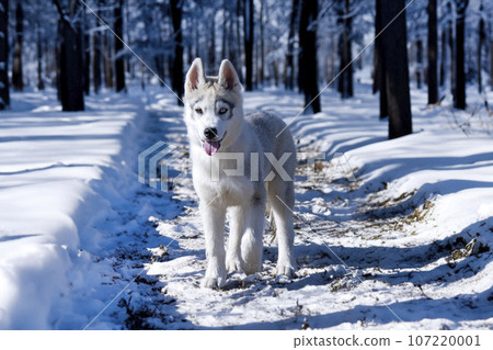 puppy siberian husky in nature puppy siberian husky in nature 107220001