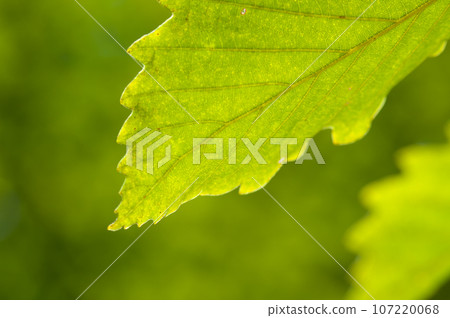 初秋的櫟樹落葉 初秋的櫟樹落葉 107220068