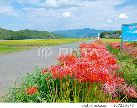 Red spider lily in the countryside that gives you a feel of the autumn scenery 107220178