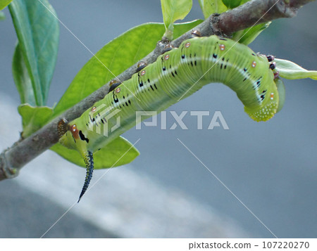 The hawkmoth is a member of the hawkmoth family that eats gardenias. 107220270