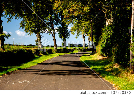 Sunlit Country Lane on a Bright Autumn Morning Sunlit Country Lane on a Bright Autumn Morning 107220320