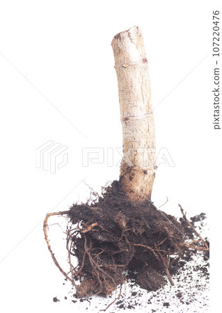 Tree trunk with root isolated on white background 107220476