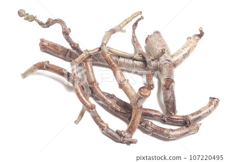 Dry twigs, sticks and branches of exotic plants Isolated on White. 107220495