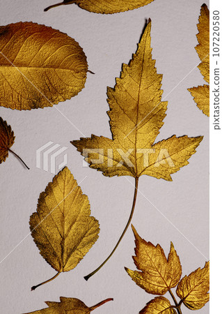Collection of different golden leaves Collection of different golden leaves 107220580