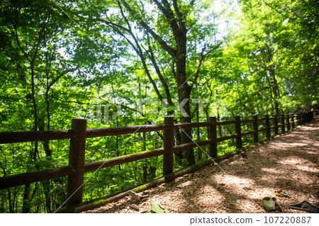 水山療法之路(東京都西多摩區日野原村) 水山療法之路(東京都西多摩區日野原村) 107220887