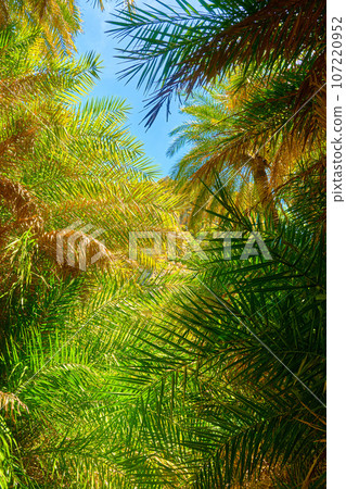 Upshot of Preveli palm forest, Crete island, Greece. Sunny day, sunshine in palm tree branches, clear blue sky, lush foliage, summer, vacation, tropical experience, exotic spot on Mediterranean sea Upshot of Preveli palm forest, Crete island, Greece. Sunny day, sunshine in palm tree branches, clear blue sky, lush foliage, summer, vacation, tropical experience, exotic spot on Mediterranean sea 107220952