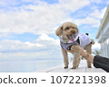 Toy poodle watching the sea 107221398