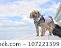 Toy poodle watching the sea 107221399