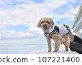 Toy poodle with the sea in the background 107221400