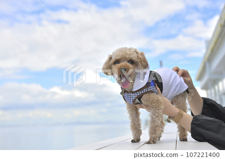 以大海為背景的玩具貴賓犬 107221400