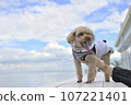 Toy poodle staring at the sea 107221401