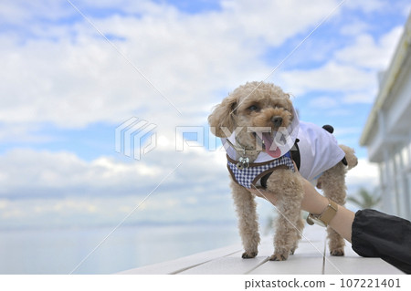凝視海的玩具貴賓犬 凝視海的玩具貴賓犬 107221401