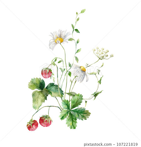 Watercolor meadow flowers bouquet of raspberry and chamomile. Hand painted floral illustration isolated on white background. For design, print, fabric or background. Poster for interior. Watercolor meadow flowers bouquet of raspberry and chamomile. Hand painted floral illustration isolated on white background. For design, print, fabric or background. Poster for interior. 107221819