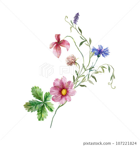 Watercolor meadow flowers bouquet of pink clover and violet flowers. Hand painted floral illustration isolated on white background. For design, print, fabric or background. Watercolor meadow flowers bouquet of pink clover and violet flowers. Hand painted floral illustration isolated on white background. For design, print, fabric or background. 107221824