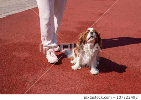 Woman and Cavalier Kind Charles Woman and Cavalier Kind Charles 107222498