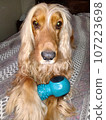 dog, beauty, cute, animal, nature, four-legged friend, cocker spaniel 107223698