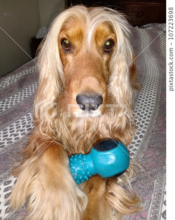 dog, beauty, cute, animal, nature, four-legged friend, cocker spaniel 107223698