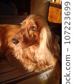 dog, beauty, cute, animal, nature, four-legged friend, cocker spaniel 107223699