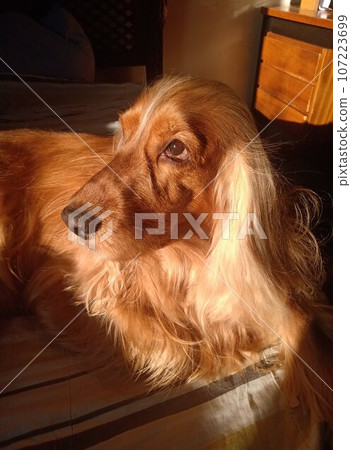 dog, beauty, cute, animal, nature, four-legged friend, cocker spaniel dog, beauty, cute, animal, nature, four-legged friend, cocker spaniel 107223699