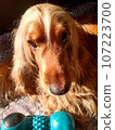 dog, beauty, cute, animal, nature, four-legged friend, cocker spaniel 107223700