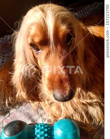 dog, beauty, cute, animal, nature, four-legged friend, cocker spaniel 107223700