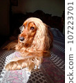 dog, beauty, cute, animal, nature, four-legged friend, cocker spaniel 107223701