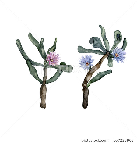 Blooming green succulents. Cute home plants with blue and pink flowers. Watercolor illustration. High quality 107223903