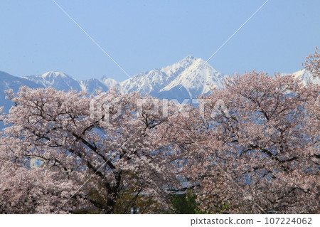 常年岳高聳於薄須川沿岸的一排櫻花樹之上 107224062