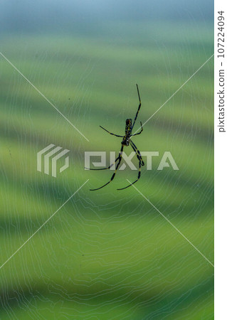Spider webs and rice terraces soaked with morning dew 107224094
