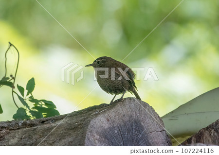 A wren perched on a stack of firewood A wren perched on a stack of firewood 107224116