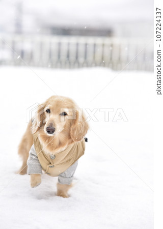 Playing in the snow with miniature dachshunds 107224137